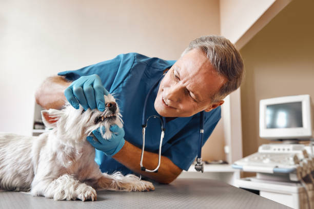Best Emergency Tooth Extraction  in Lford, MI